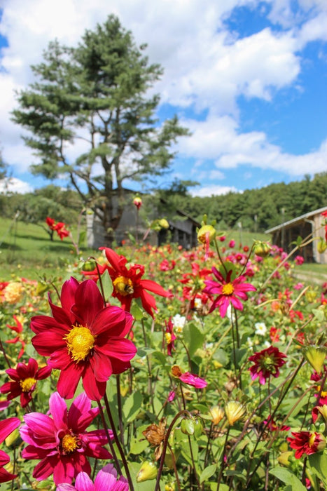 Dahlia Tubers - Small - Seven Springs Farm Supply