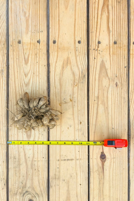 Dahlia Tubers - Small - Seven Springs Farm Supply