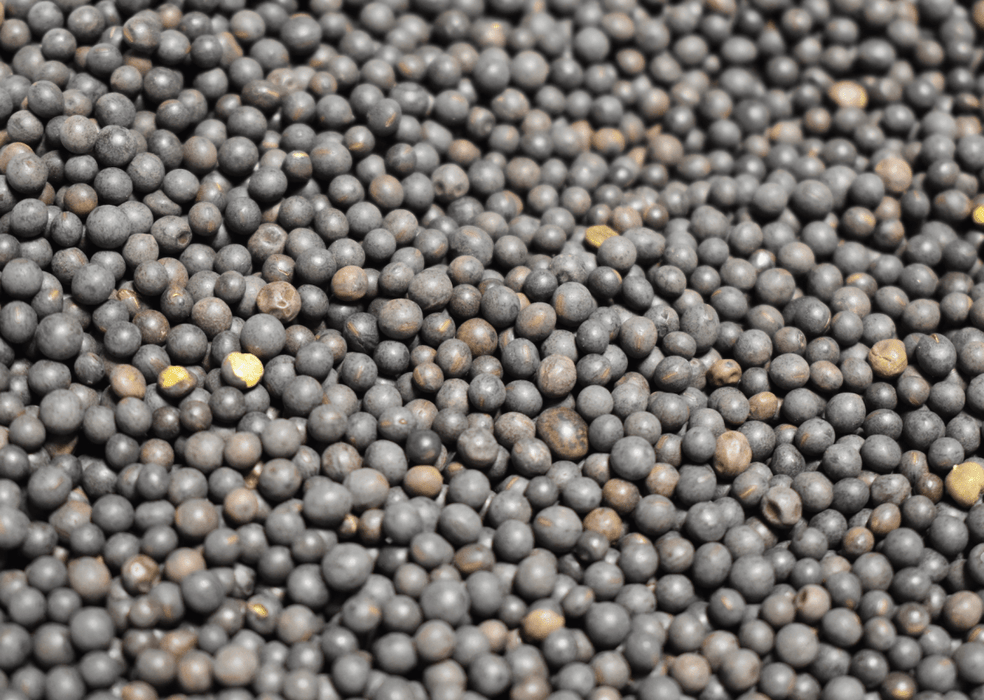 Hairy Vetch Cover Crop Seed - 50 lb Bag - Seven Springs Farm Supply