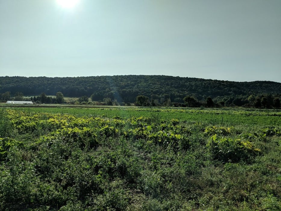 Hands - Selective Weed Control - 1 pair - Seven Springs Farm Supply
