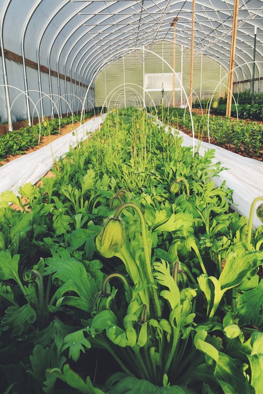 Row Cover Supports - 1/4" x 8' Bundle of 50 - Seven Springs Farm Supply