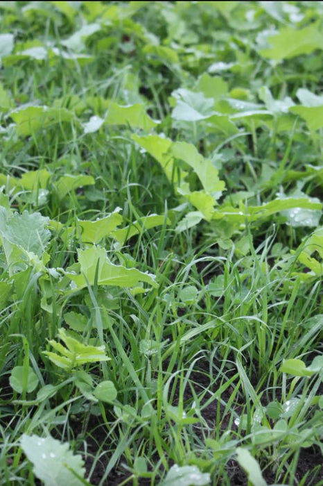 ValueMax CC2 - 50 lb Bag - Seven Springs Farm Supply