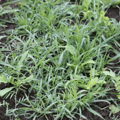 WinterMax CC3 OG - Rye/Vetch/Radish - 50 lb Bag - Seven Springs Farm Supply