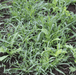 WinterMax CC3 OG - Rye/Vetch/Radish - 50 lb Bag - Seven Springs Farm Supply