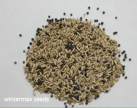 WinterMax CC3 OG - Rye/Vetch/Radish - 50 lb Bag - Seven Springs Farm Supply