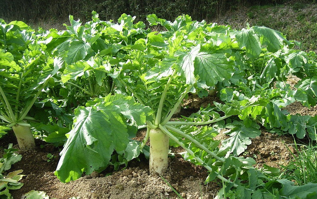 Radish - Daikon Non OG Cover Crop Seed - 1 lb Bag