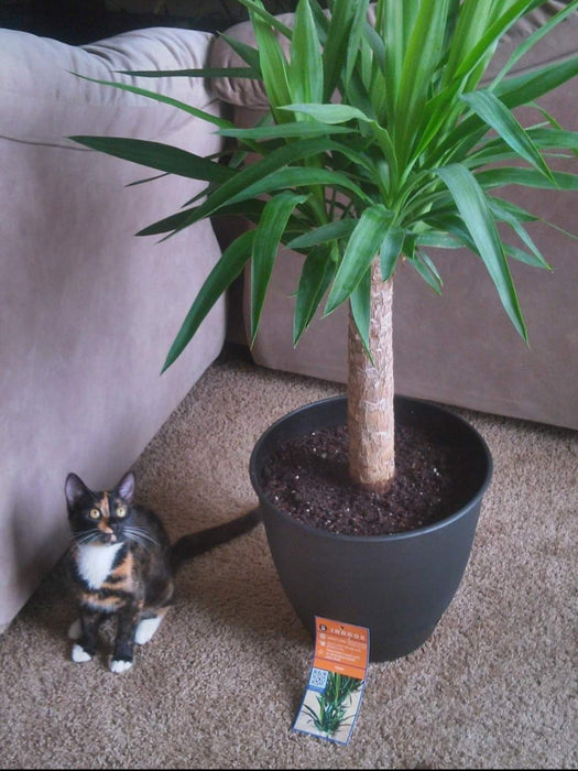 Cats - Biological Control Agents