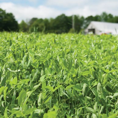 4010 Spring Field Peas OG Cover Crop - 50 lb Bag - Seven Springs Farm Supply