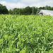 4010 Spring Field Peas OG Cover Crop - 50 lb Bag - Seven Springs Farm Supply