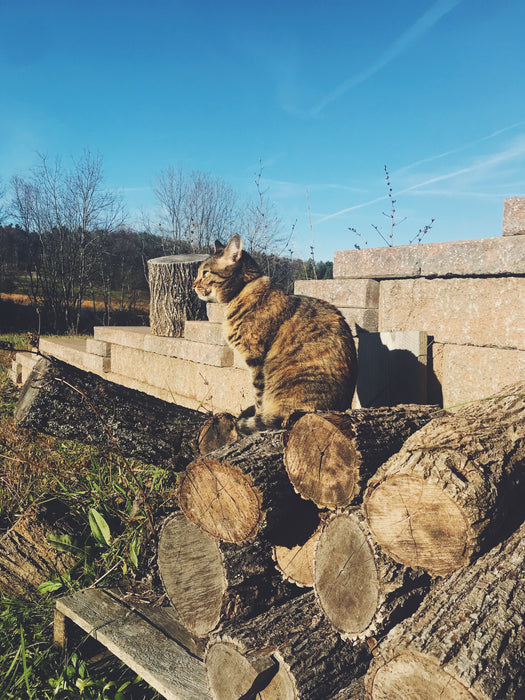 Cats - Biological Control Agents