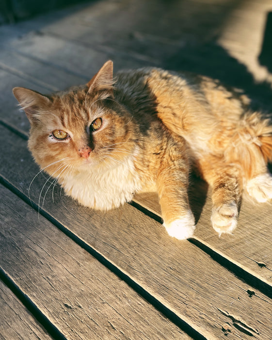 Cats - Biological Control Agents