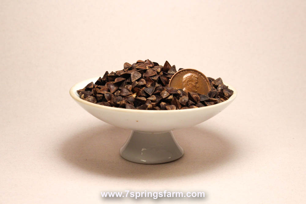 Buckwheat Cover Crop Seed - 5 lb Bag