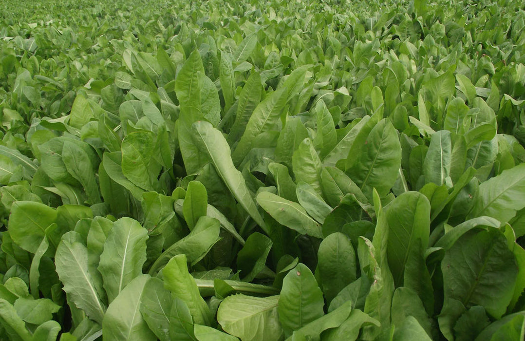 Chicory - Forb Feast - 25 lb Bag