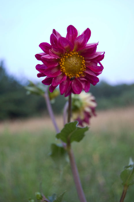 Dahlia Tubers - 1 lb