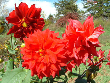 Dahlia Tubers - 1 lb