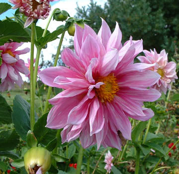 Dahlia Tubers - 1 lb