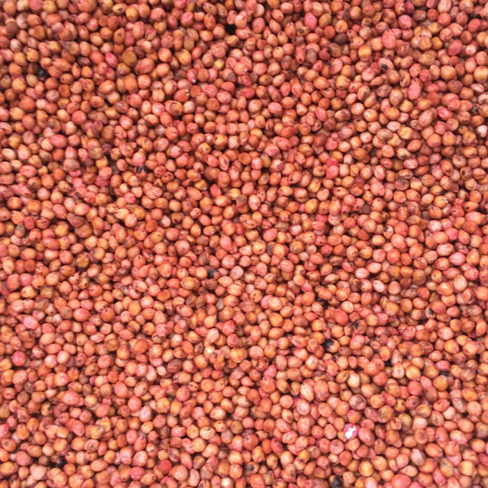 Sorghum Sudangrass Hybrid Cover Crop Seed - Variety Varies - 5 lb Bag