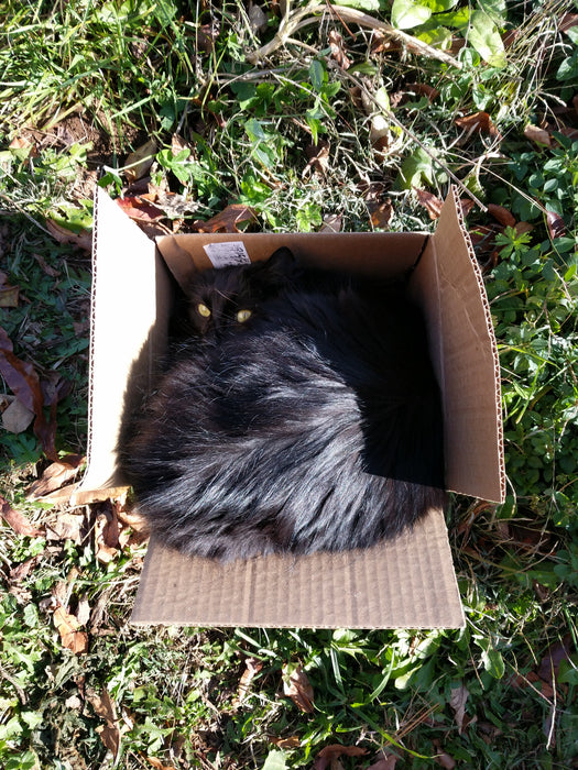 Cats - Biological Control Agents