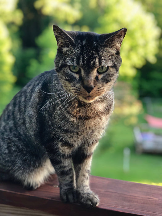 Cats - Biological Control Agents