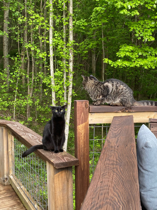 Cats - Biological Control Agents
