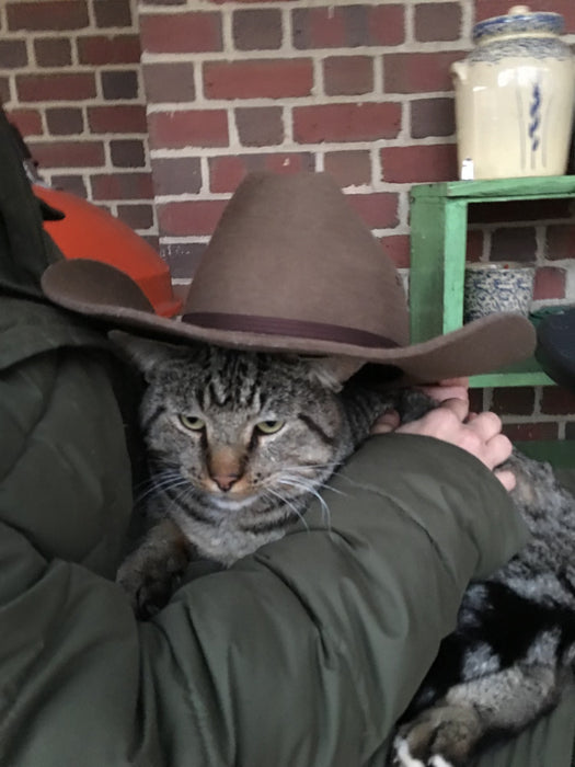 Cats - Biological Control Agents