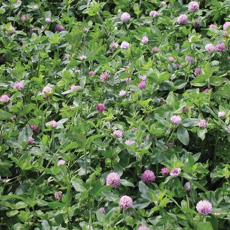 Clover - Red Mammoth OG Cover Crop Seed - 50 lb Bag