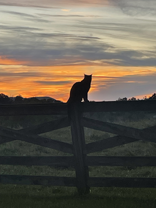 Cats - Biological Control Agents