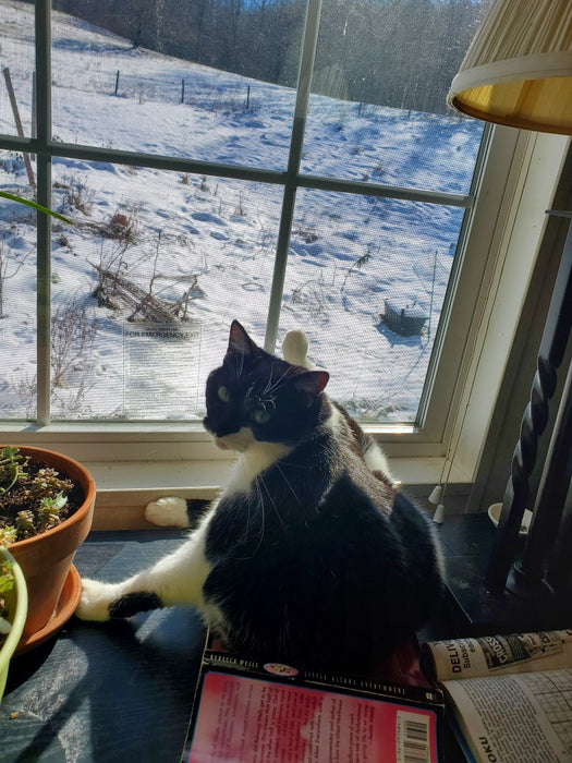Cats - Biological Control Agents