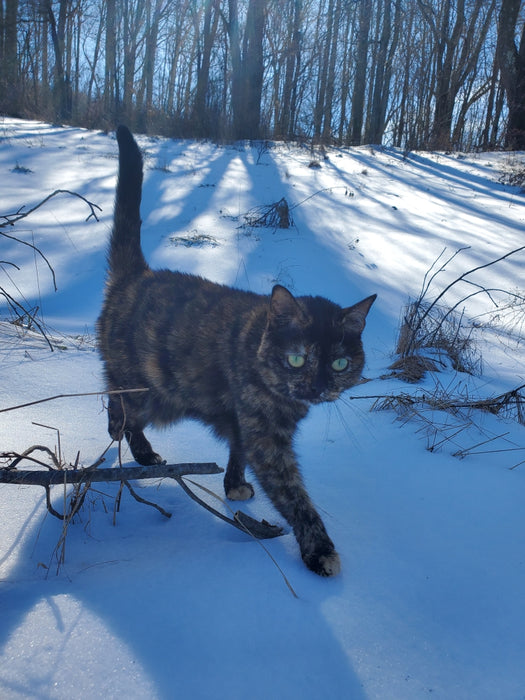Cats - Biological Control Agents