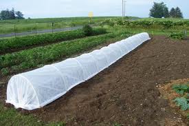 Row Cover Pro-34 - 1.00 oz - 10'x250'