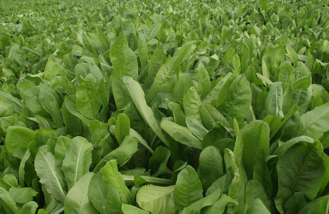 Chicory - Forb Feast - 25 lb Bag - Seven Springs Farm Supply