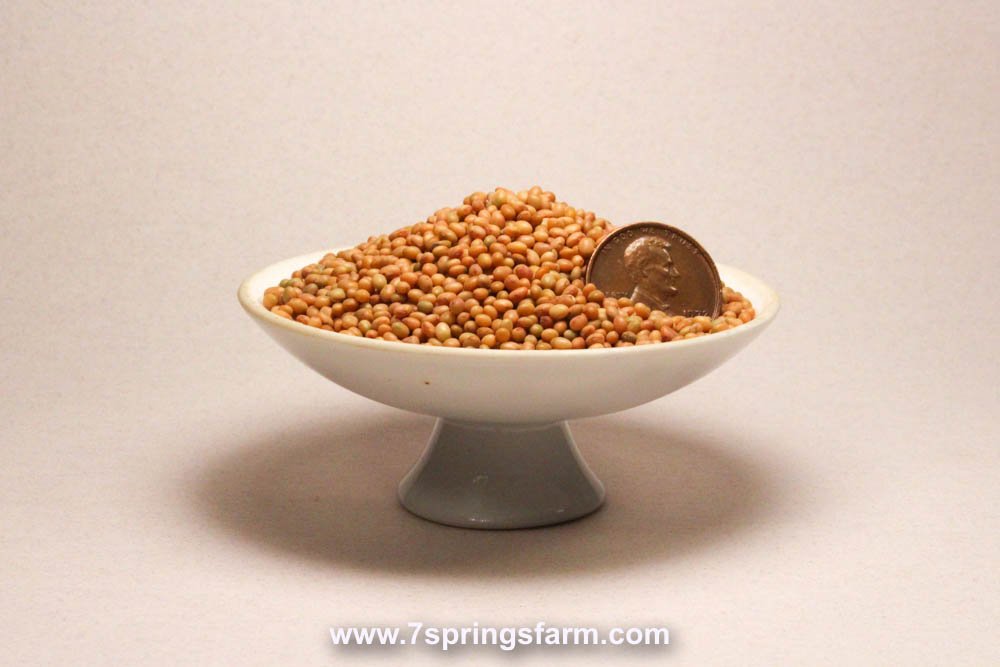 Clover - Crimson Cover Crop Seed - 50 lb Bag - Seven Springs Farm Supply