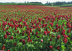 Clover - Crimson Cover Crop Seed - 50 lb Bag - Seven Springs Farm Supply