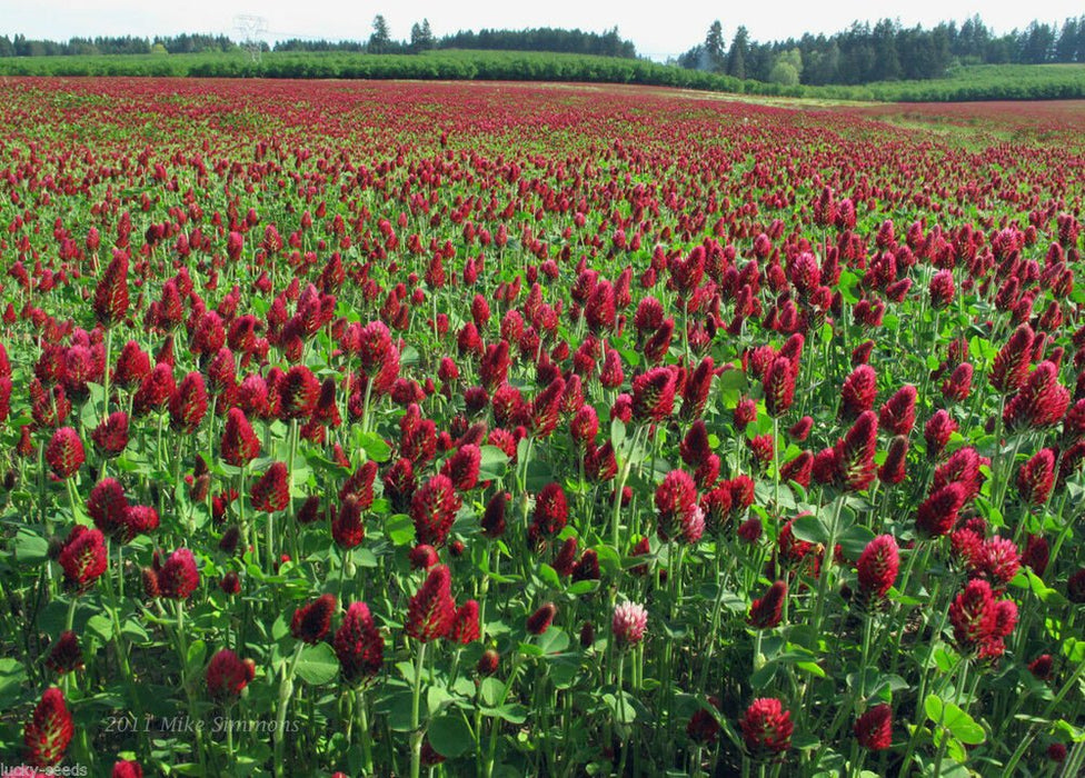 Clover - Crimson Cover Crop Seed - 50 lb Bag - Seven Springs Farm Supply
