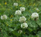 Clover - Dutch White Organic Cover Crop Seed - 50 lb Bag - Seven Springs Farm Supply