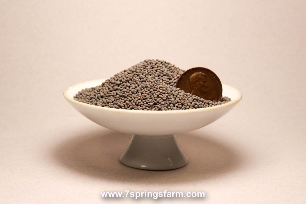 Clover - Dutch White Organic Cover Crop Seed - 50 lb Bag - Seven Springs Farm Supply