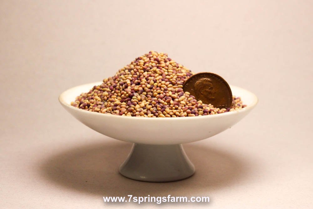 Clover - Medium Red NON OG Cover Crop Seed - 50 lb Bag - Seven Springs Farm Supply