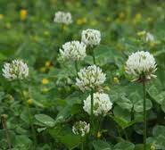 Clover - Dutch White Organic Cover Crop Seed - 50 lb Bag