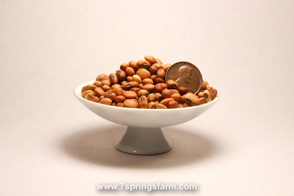 Cowpeas - Iron & Clay (Vigna unguiculata) Cover Crop Seed - 50 lb Bag - Seven Springs Farm Supply