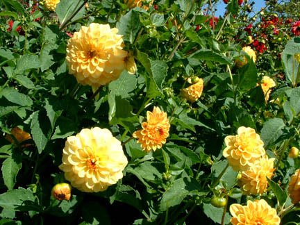 Dahlia Tubers - 1 lb - Seven Springs Farm Supply