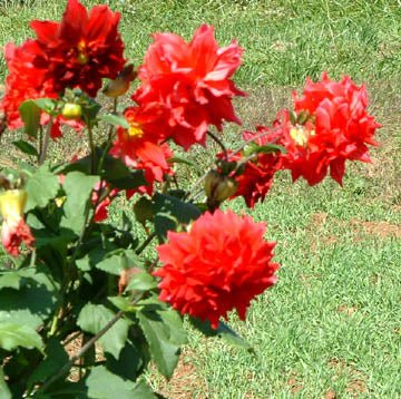 Dahlia Tubers - 1 lb - Seven Springs Farm Supply