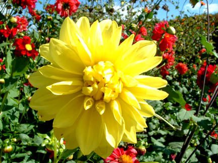 Dahlia Tubers - 1 lb - Seven Springs Farm Supply