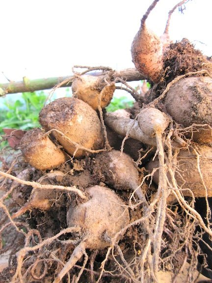 Dahlia Tubers - 1 lb - Seven Springs Farm Supply
