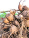 Dahlia Tubers - 1 lb - Seven Springs Farm Supply