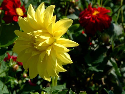 Dahlia Tubers - 1 lb - Seven Springs Farm Supply