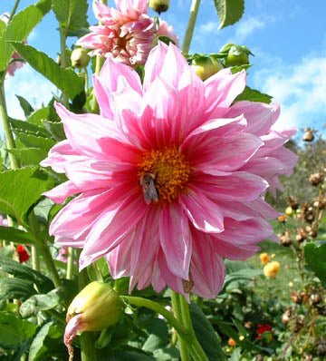 Dahlia Tubers - 1 lb - Seven Springs Farm Supply