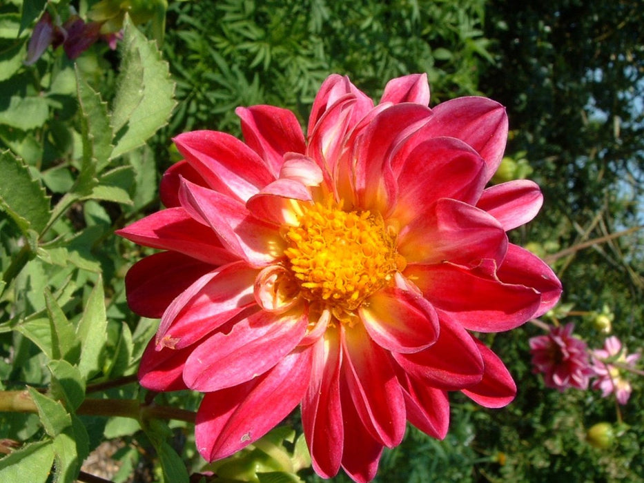 Dahlia Tubers - 1 lb - Seven Springs Farm Supply