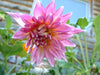 Dahlia Tubers - 1 lb - Seven Springs Farm Supply