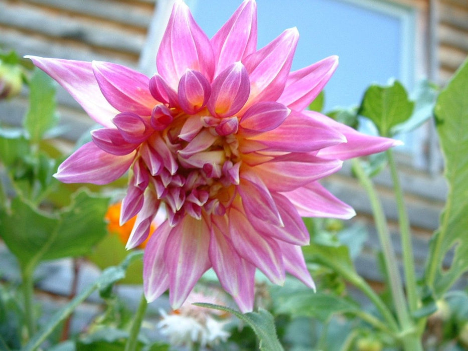 Dahlia Tubers - 1 lb - Seven Springs Farm Supply