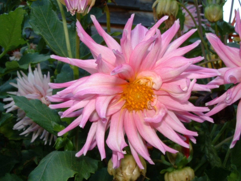 Dahlia Tubers - 1 lb - Seven Springs Farm Supply